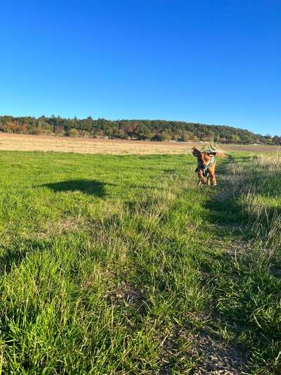 Rhodesian Ridgeback-Beitrag-Bild