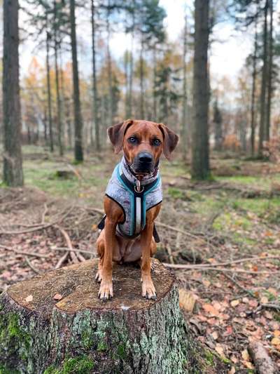 Rhodesian Ridgeback-Beitrag-Bild