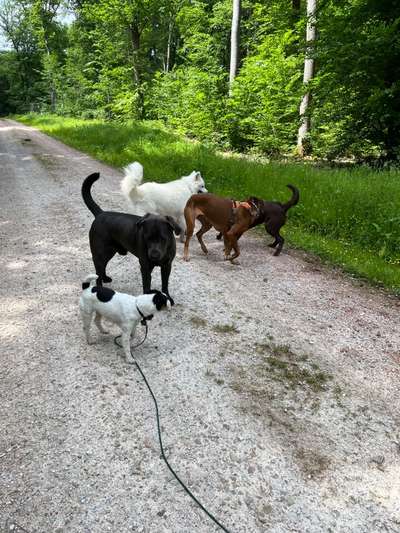 Rhodesian Ridgeback-Beitrag-Bild