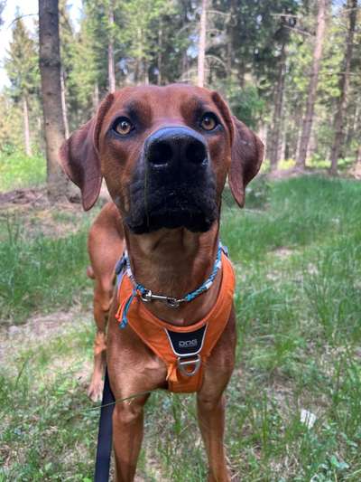 Rhodesian Ridgeback-Beitrag-Bild