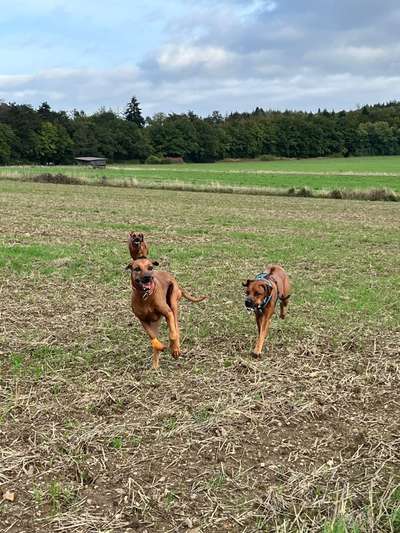 Rhodesian Ridgeback-Beitrag-Bild