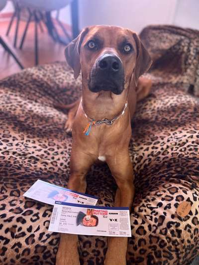 Rhodesian Ridgeback-Beitrag-Bild