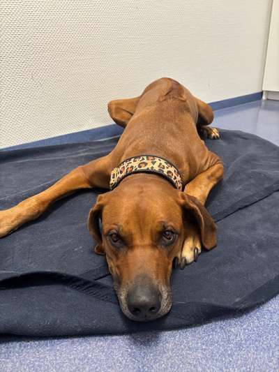 Rhodesian Ridgeback-Beitrag-Bild