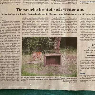 Giftköder-Fuchsräude !!!!!-Bild