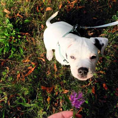 Dein Hund im Dogorama-Kalender 2021-Beitrag-Bild