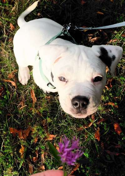 Welpen Bilder !-Beitrag-Bild