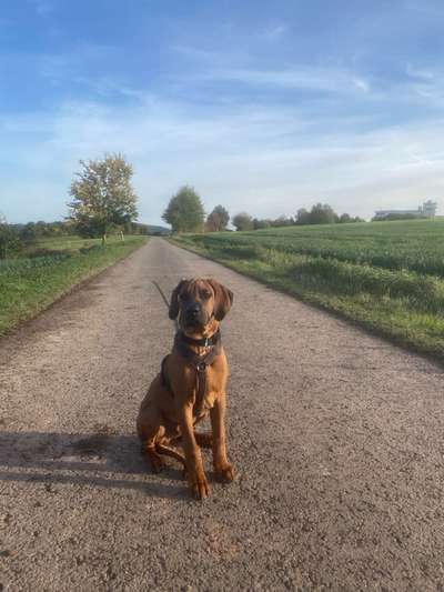 Hundetreffen-Gassirunden und Spielen-Bild