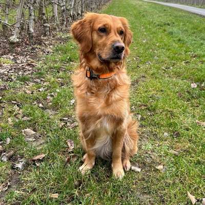 Hundetreffen-Gemeinsame Spaziergänge