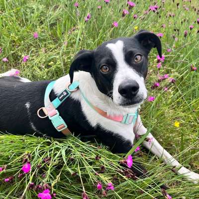 Hundetreffen-Spieltreffen-Bild