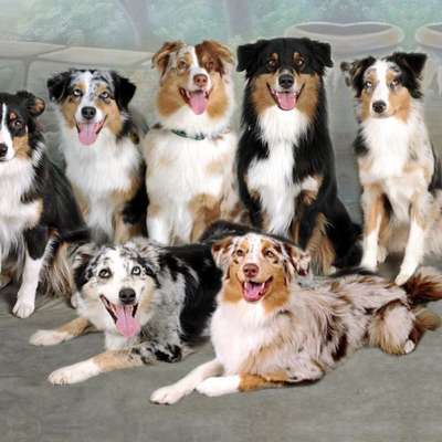 Hundetreffen-Aussie-Treffen nähe Chemnitz (Köthensdorf-Reitzenhain)-Bild