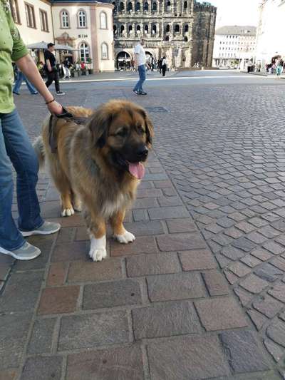 Germanischer Bärenhund-Beitrag-Bild