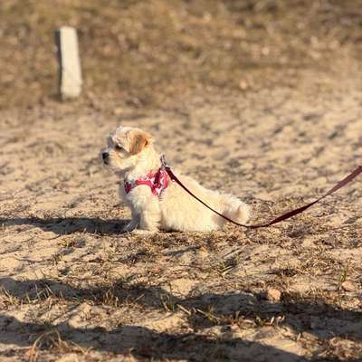Hundetreffen-Suche Welpentreffen nähe Bergedorf-Bild