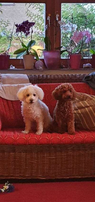 Zeigt her eure Pudel-Beitrag-Bild