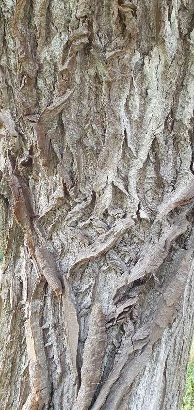 Die wunderschöne Welt mit Hund.-Beitrag-Bild