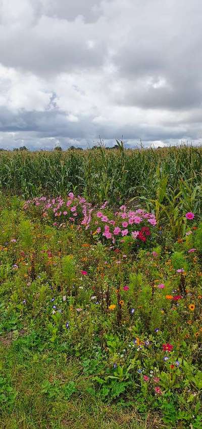 Die wunderschöne Welt mit Hund.-Beitrag-Bild