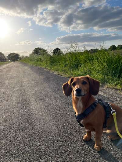 Hundetreffen-Spielkameradininen-Bild