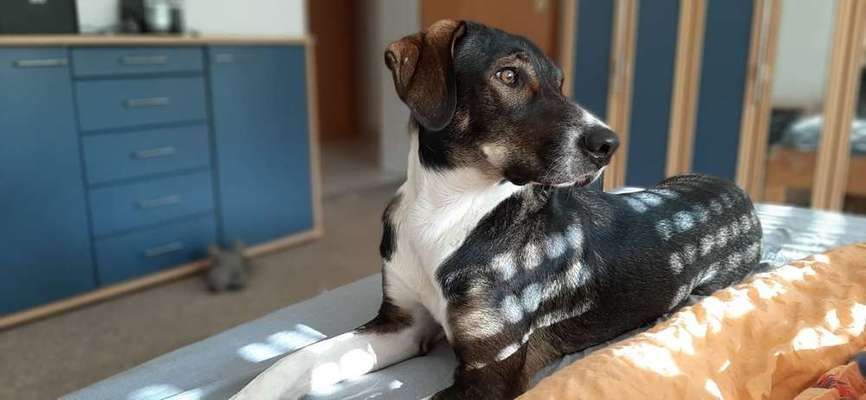 Zeigt mal die schönsten Bilder von euren Hunden !-Beitrag-Bild