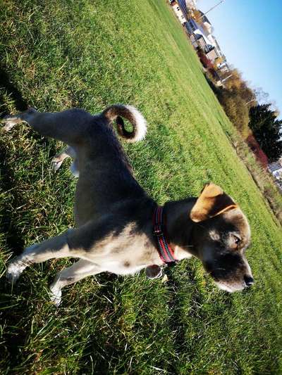 Foto's und Hundemodels-Beitrag-Bild