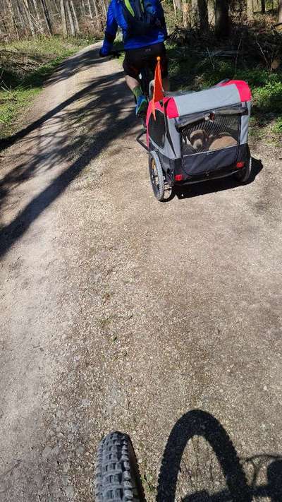 Radfahren mit Hund-Beitrag-Bild