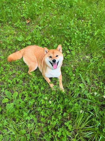 Hundetreffen-Interaktionstraining mit Menschen-Bild