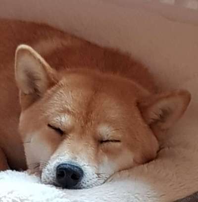 Die Dogorama Monats Challenge "Es grünt und blüht"-Beitrag-Bild