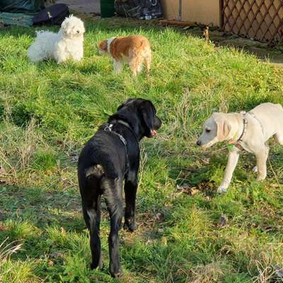 Hundetreffen-Welpe sucht Spielkamerad/innen bzw Gassikamerad/innen-Bild