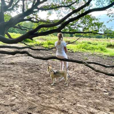 Hundetreffen-Spielen und spazieren