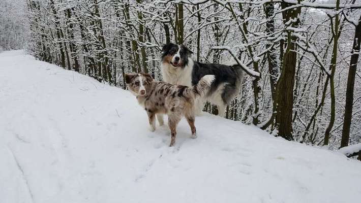 Aussies-Beitrag-Bild