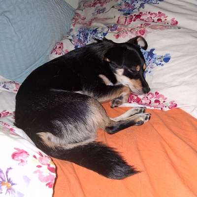 Darf der Hund bei Euch im Bett schlafen?-Beitrag-Bild