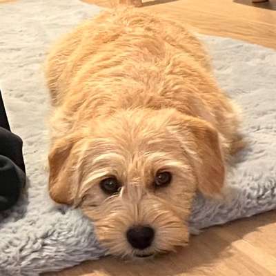 Hundetreffen-Gemeinsame Gassi- und Spielrunden-Bild