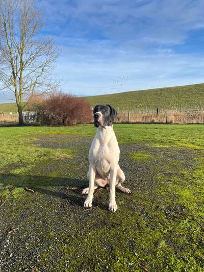 Deutsche Doggen Besitzer zeigt euch-Beitrag-Bild