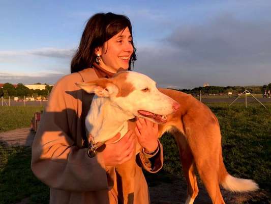 Podencomischling oder Podenco-Beitrag-Bild