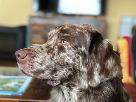 Lieblingsbild von euren Hunden?-Beitrag-Bild