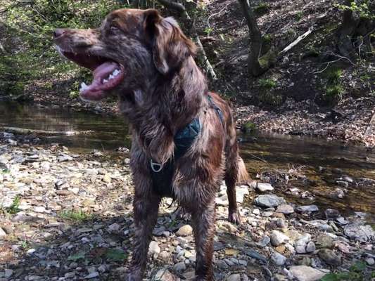 Dogorama-Monats-Challenge-Mai "Wasser"-Beitrag-Bild