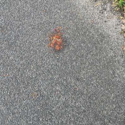 Giftköder-Möglicherweise Rattengift-Bild