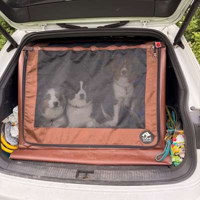 Hund im Wohnmobil!-Beitrag-Bild