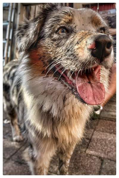 Aussies-Beitrag-Bild