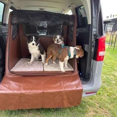 Hund im Wohnmobil!-Beitrag-Bild