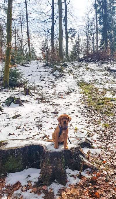 Hundeauslaufgebiet-Joner Wald-Bild