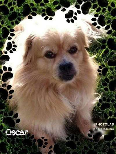 Blaue und Cremfarbende Hunde gesucht-Beitrag-Bild