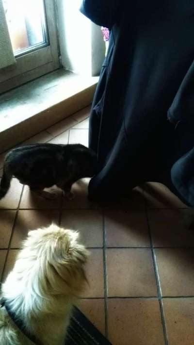 Hund und Katz Momente-Beitrag-Bild