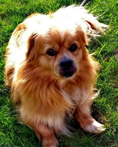 Pekinese/Pekingese-Beitrag-Bild