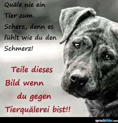 Schlagende Hundebesitzer-Beitrag-Bild