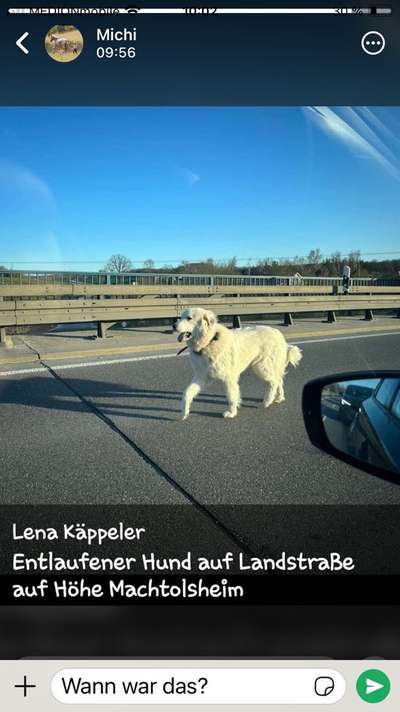 Entlaufene, Gefundene und Vermisste Hunde-Beitrag-Bild