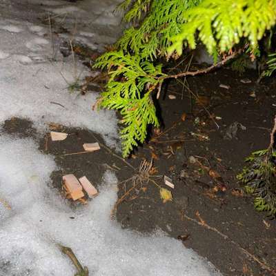 Giftköder-Giftköder-Bild