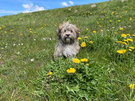 Havaneser dabei?:)-Beitrag-Bild