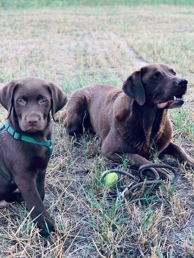 Labradorfans-Beitrag-Bild