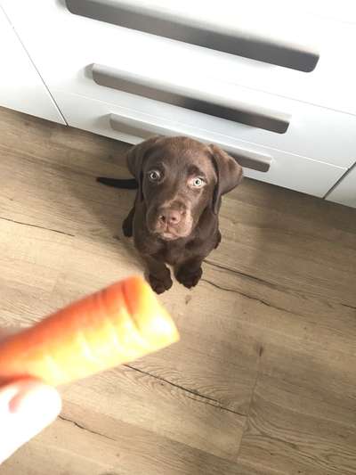 Labradorfans-Beitrag-Bild