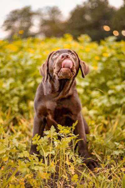 Labradorfans-Beitrag-Bild