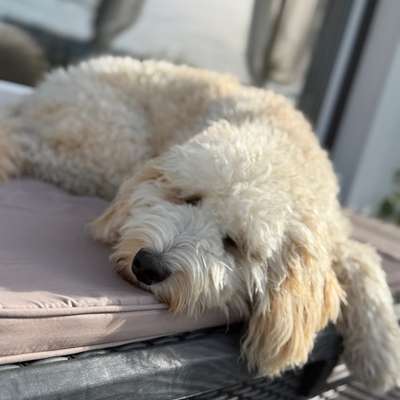 Hundetreffen-Suche einen Spiel und Gassi Kumpel-Bild